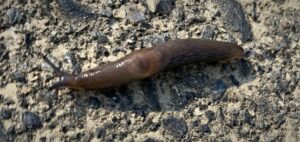 簡単 安全 衛生的で効果抜群 実際にナメクジ数100匹を飼って見つけたナメクジの侵入防止法 走るエンジの運動会