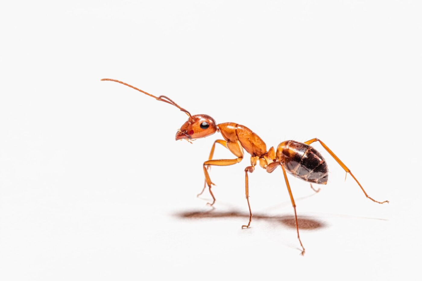 なぜ？　アリ（蟻）は社会性行動がとれるのか？　アリの行動のメカニズム